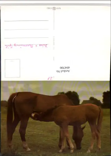 ,Tiere Pferde Stute Fohlen
