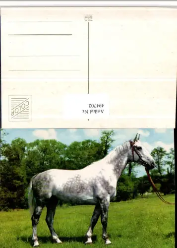 ,Tier Pferd Schimmel Geschirr