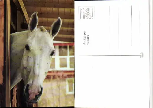 ,Tier Pferd Schimmel Kopf