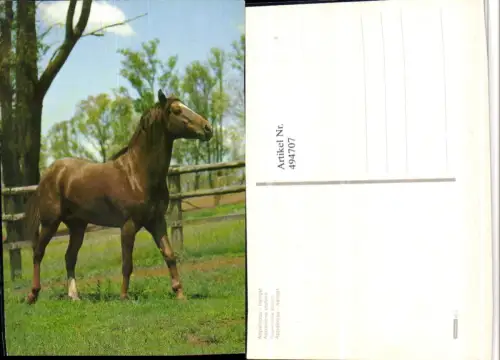 ,Appaloosa Hengst Tier Pferd