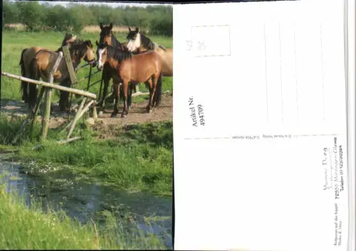 ,Reitponys auf der Koppel Tiere Pferde