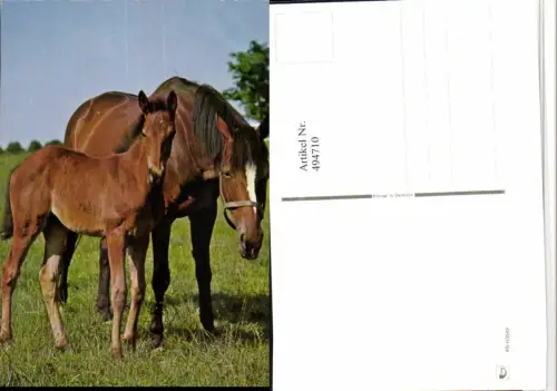 ,Tiere Pferde Stute Fohlen Geschirr