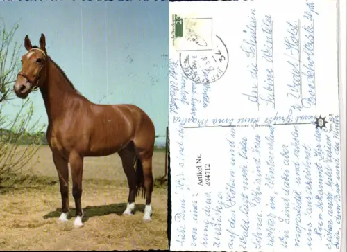 ,Tier Pferd Geschirr