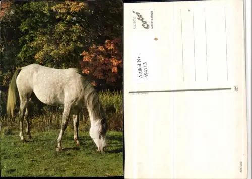 ,Tier Pferd Schimmel