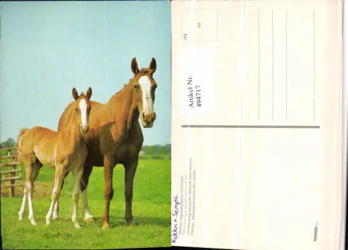 ,Hannover Warmblutstute mit Fohlen Tiere Pferde