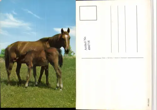 ,Tiere Pferde Stute Fohlen