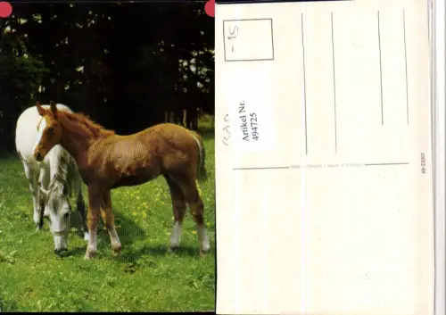 ,Tiere Pferde Schimmel