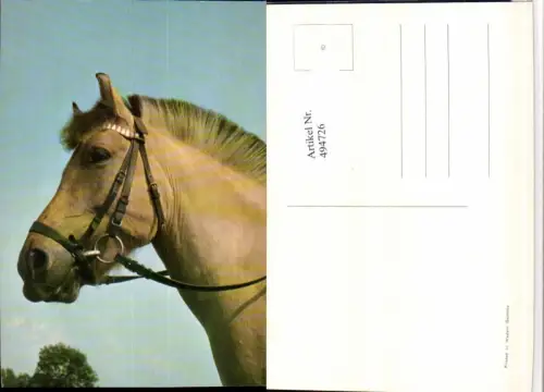 ,Tier Pferd Kopf Geschirr
