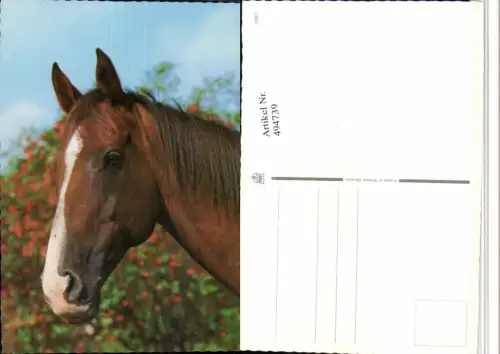 ,Tier Pferd Kopf