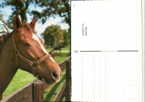 ,Tier Pferd Kopf Geschirr Zaun