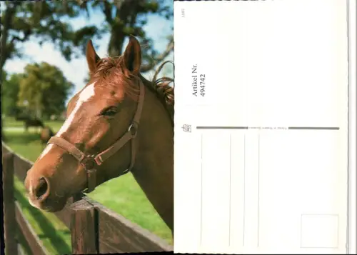 ,Tier Pferd Kopf Geschirr Zaun