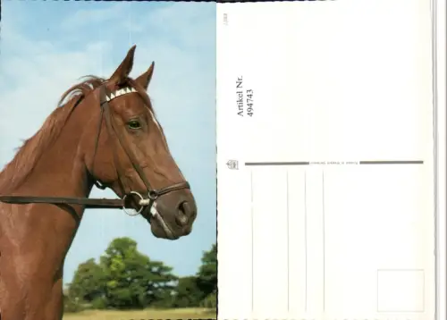 ,Tier Pferd Kopf Geschirr