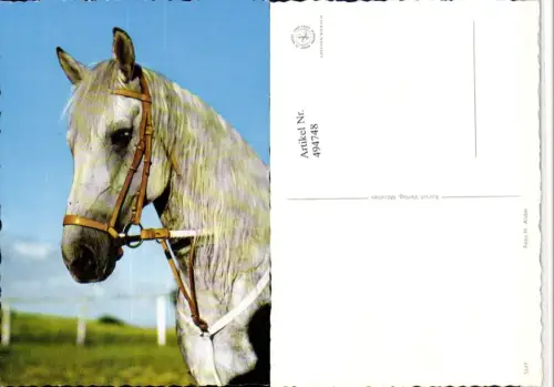 ,Tier Pferd Schimmel Kopf Geschirr