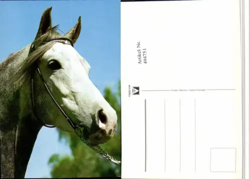 ,Tier Pferd Schimmel Kopf Geschirr