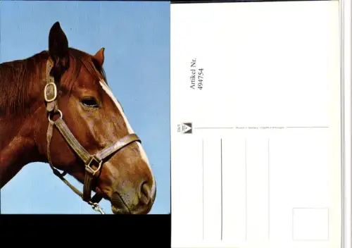 ,Tier Pferd Kopf Geschirr