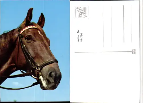 ,Tier Pferd Kopf Geschirr