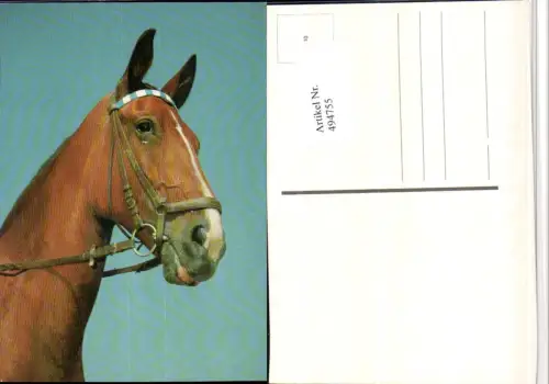 ,Tier Pferd Kopf Geschirr