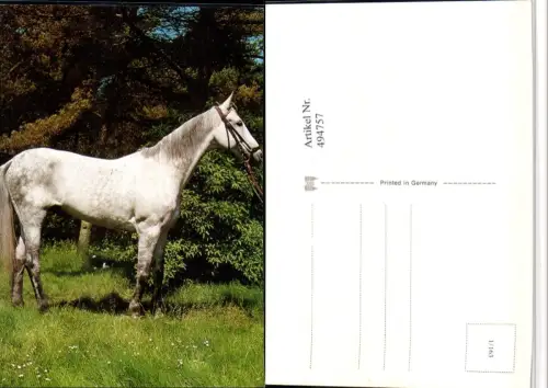 ,Tier Pferd Schimmel Geschirr