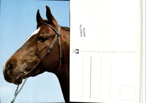 ,Tier Pferd Kopf Geschirr