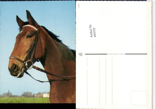 ,Tier Pferd Kopf Geschirr