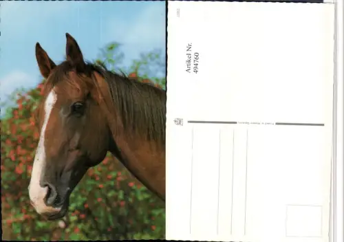 ,Tier Pferd Kopf