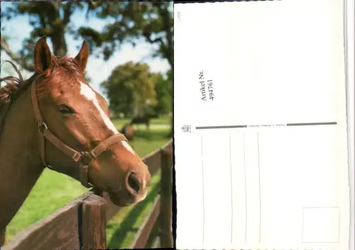 ,Tier Pferd Kopf Geschirr Zaun