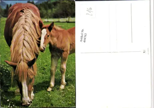 ,Tiere Pferde Stute Fohlen