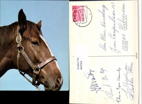 ,Tier Pferd Kopf Geschirr