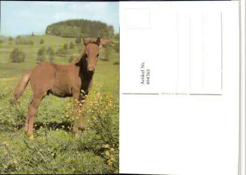 ,Tier Pferd Fohlen Landschaft Wiese