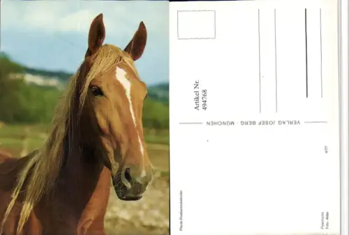,Polenfuchs Tier Pferd Kopf