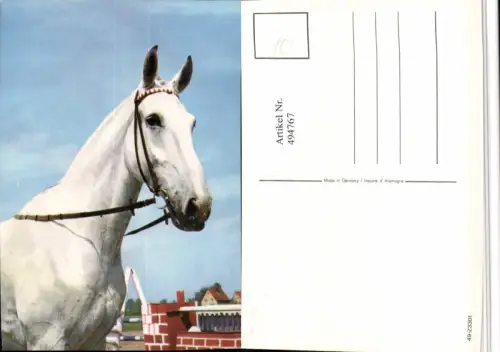 ,Tier Pferd Schimmel Kopf Geschirr