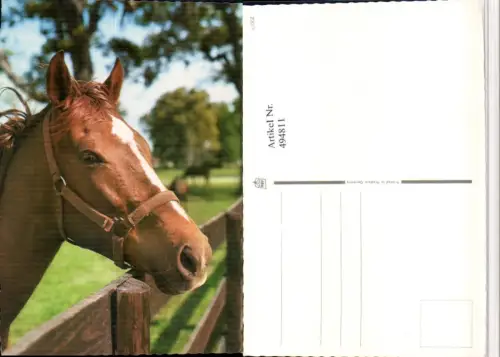 ,Tier Pferd Kopf Geschirr Zaun