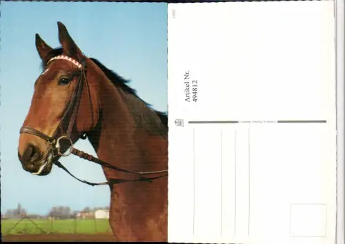 ,Tier Pferd Kopf Geschirr