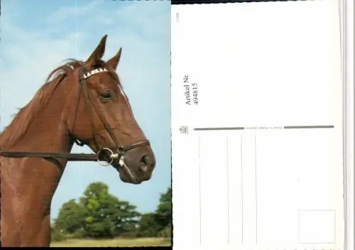 ,Tier Pferd Kopf Geschirr
