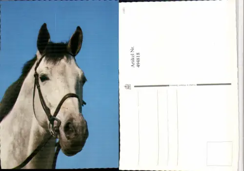 ,Tier Pferd Kopf Geschirr