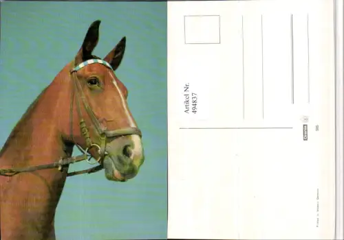 ,Tier Pferd Kopf Geschirr