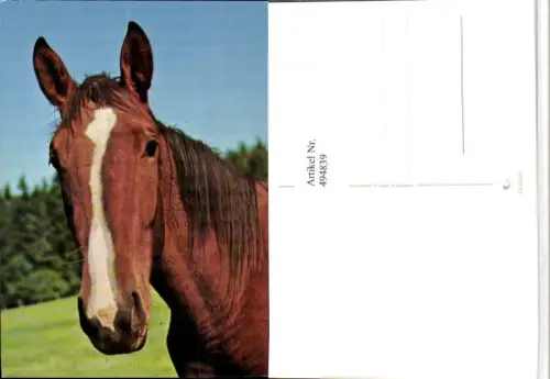 ,Tier Pferd Kopf