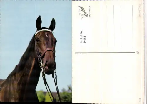 ,Tier Pferd Kopf Geschirr