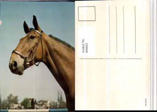 ,Tier Pferd Kopf Geschirr