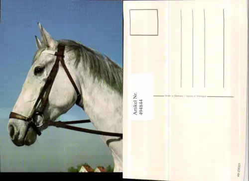 ,Tier Pferd Schimmel Kopf Geschirr