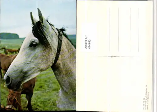 ,Tier Pferd Schimmel Kopf pub Fotokunst Groh 230548