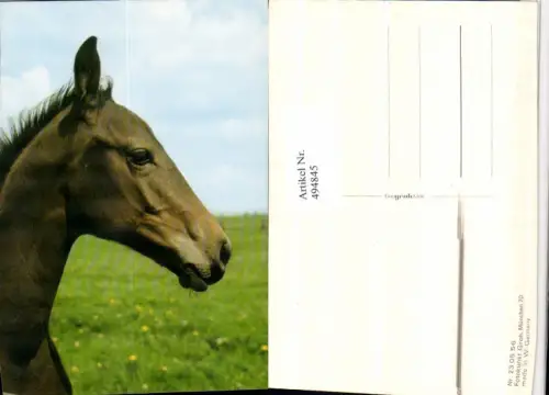 ,Tier Pferd Fohlen Kopf pub Fotokunst Groh 230556