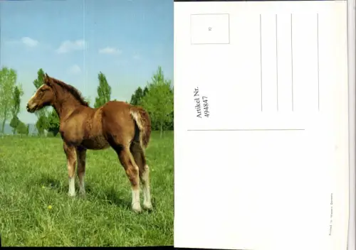 ,Tier Pferd Wiese