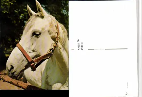,Tier Pferd Schimmel Kopf Geschirr