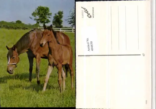 ,Tiere Pferde Stute Fohlen Geschirr