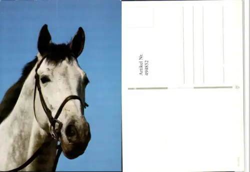 ,Tier Pferd Schimmel Kopf Geschirr