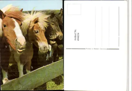 ,Tiere Pferde