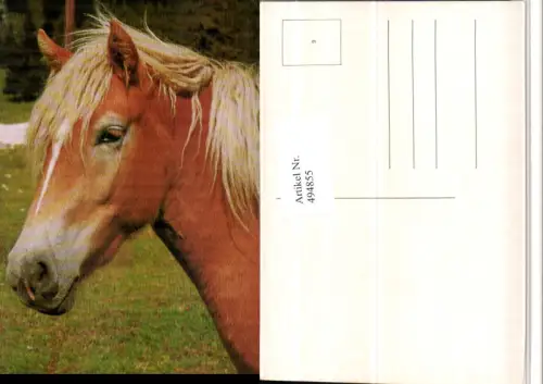 ,Tiere Pferd Kopf