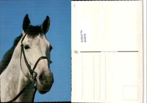 ,Tier Pferd Schimmel Kopf Geschirr