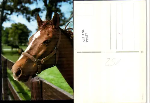 ,Tier Pferd Kopf Geschirr Zaun